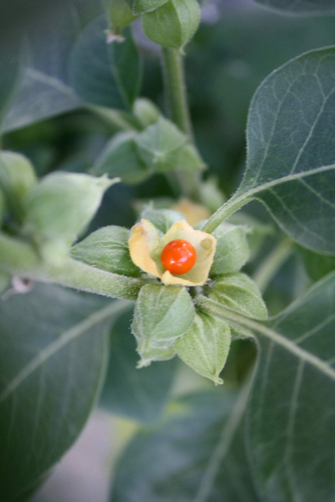Unlocking the Power of Ashwagandha: Why It Belongs in Your Daily Routine